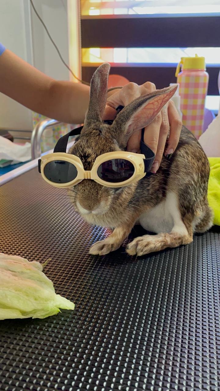 Equipo de rehabilitación